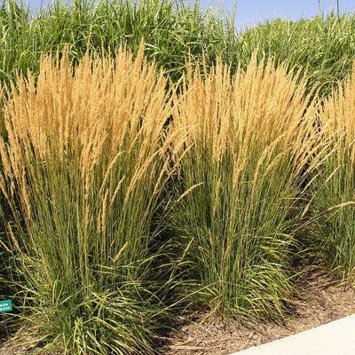 Feather Reed Grass 'Karl Foerster'