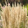 Feather Reed Grass