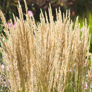 Feather Reed Grass