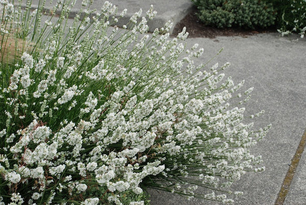 White Grosso Lavender 'Alba'