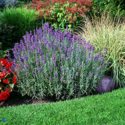 Lavender 'Hidcote Blue'