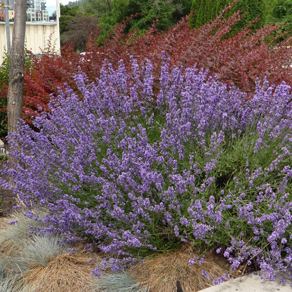 tallest lavender plant Hidcote Superior English Lavender for Sale Online