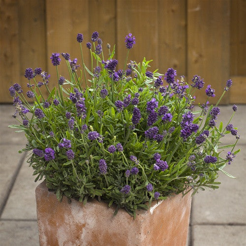 small english lavender plant Mini Blue English Lavender for Sale Online