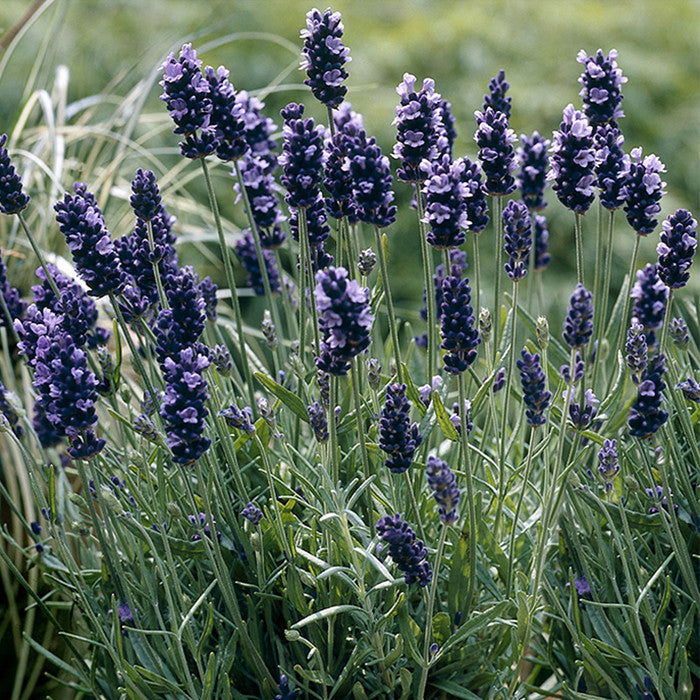 blue lavender plants Lavender 'SuperBlue'