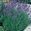 Lavender 'Munstead'
