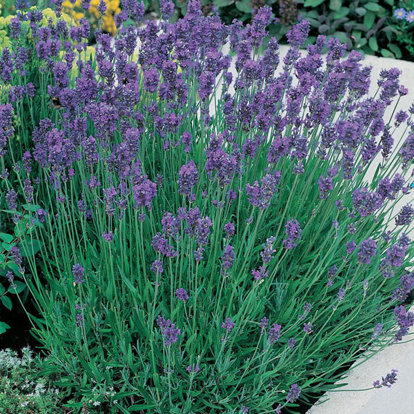 Lavender 'Munstead'
