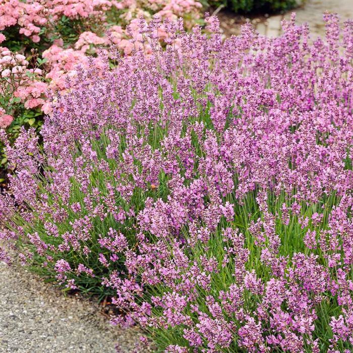 English Lavender ‘Rosea’