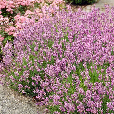 English Lavender ‘Rosea’