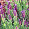 Spanish Lavender 'Otto Quast'