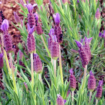 Spanish Lavender 'Otto Quast'