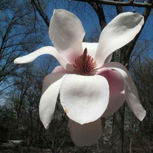 Legacy Hybrid Magnolia