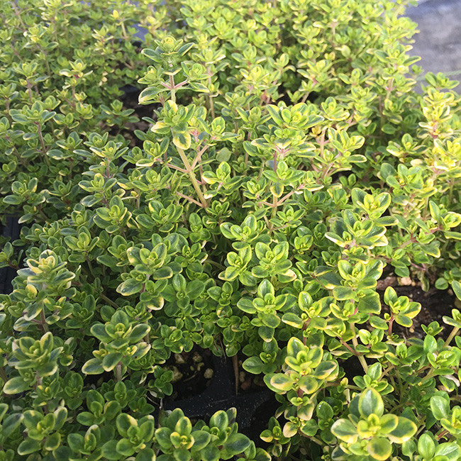 Lemon Thyme