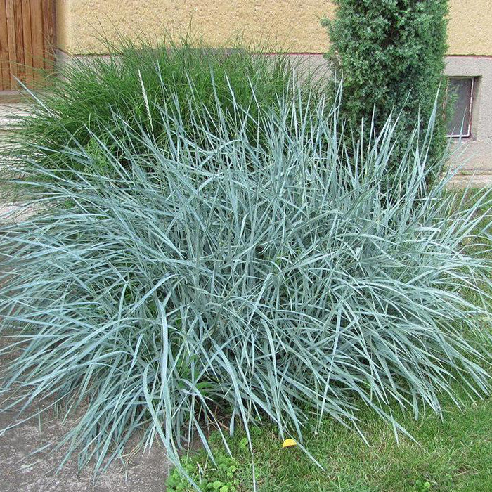 Blue Dune Lyme Grass