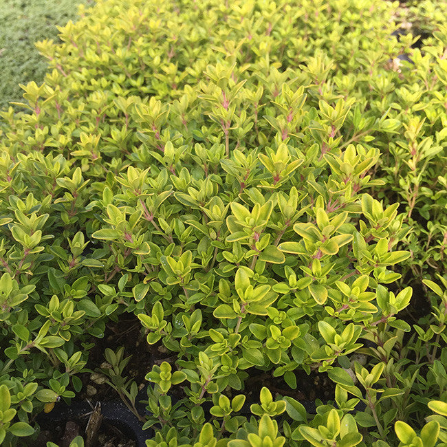 Lime Thyme