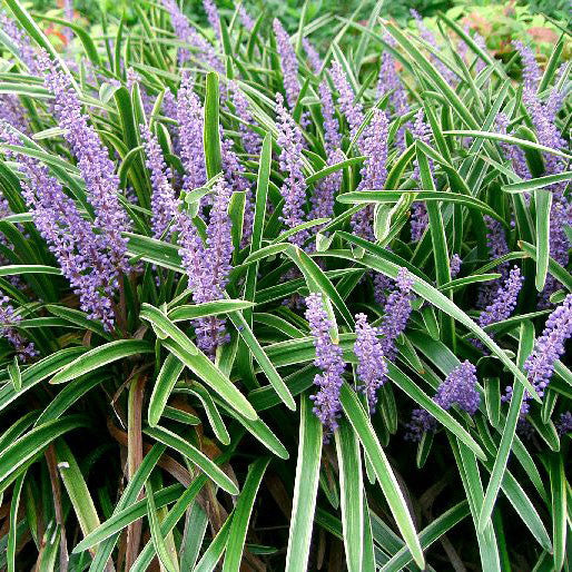 Liriope &#39;Big Blue&#39;