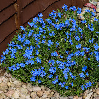 Lithodora 'Grace Ward'