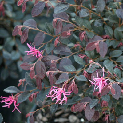 Loropetalum 'Daruma' Dwarf