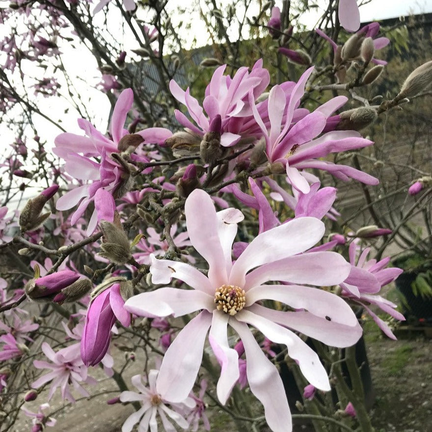 Magnolia Leonard Messel