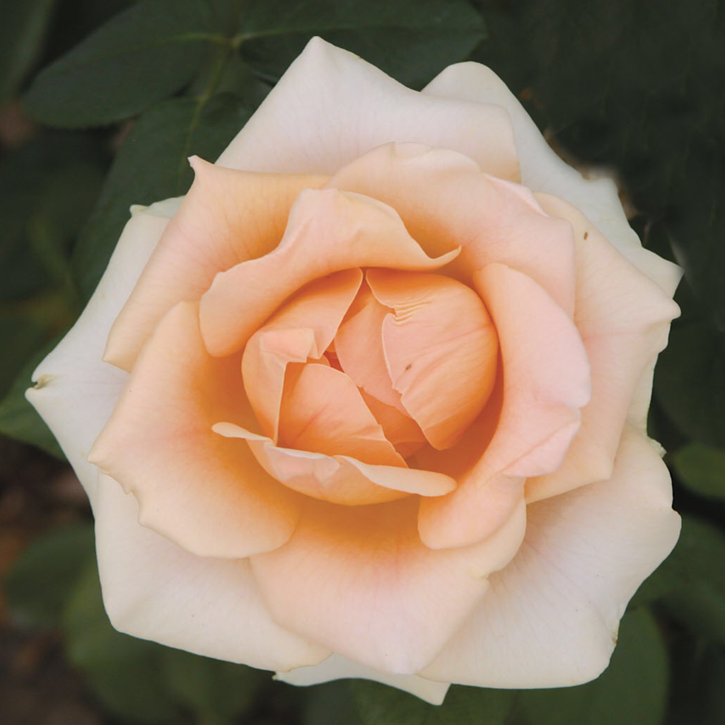 Marilyn Monroe Rose