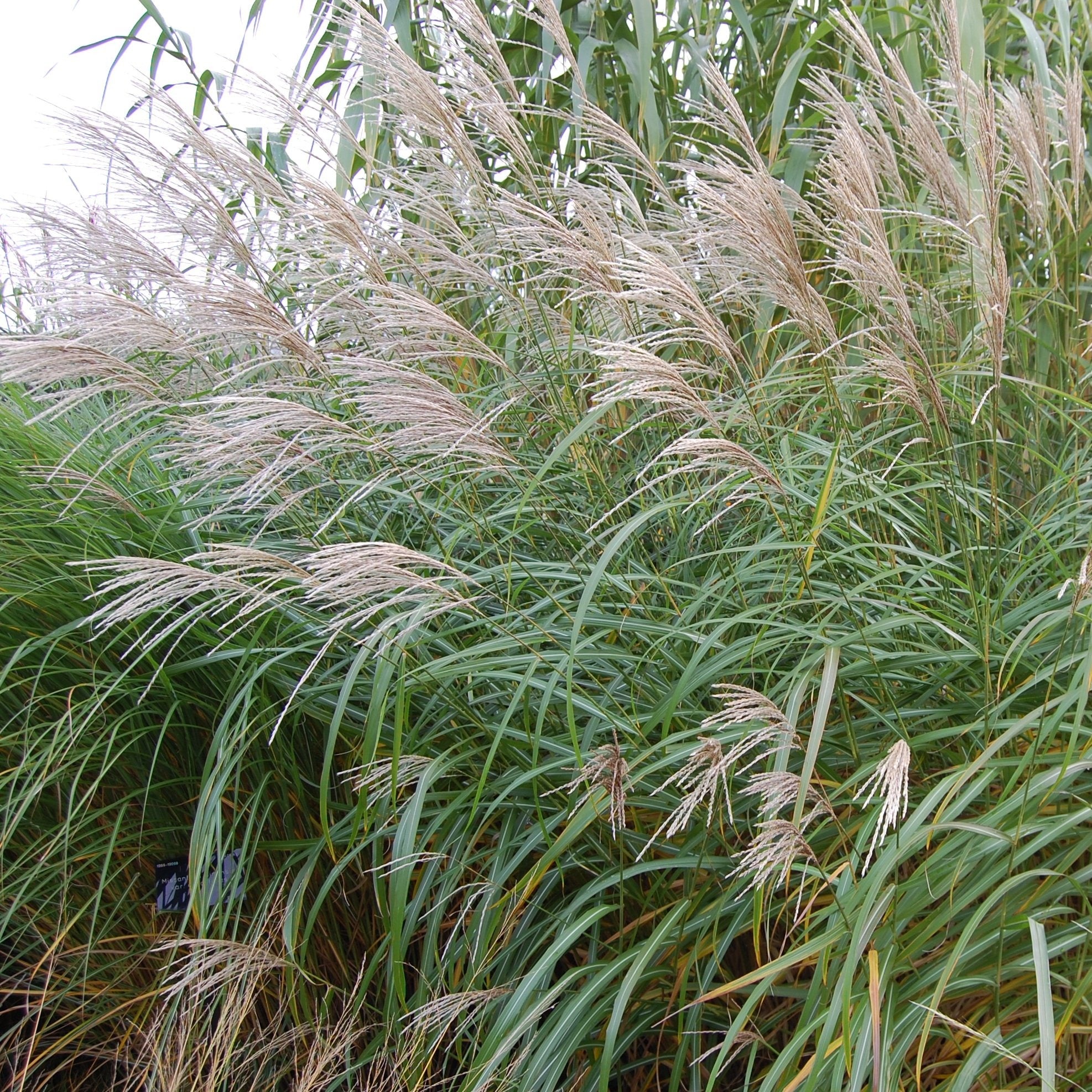 Miscanthus Silberfeder