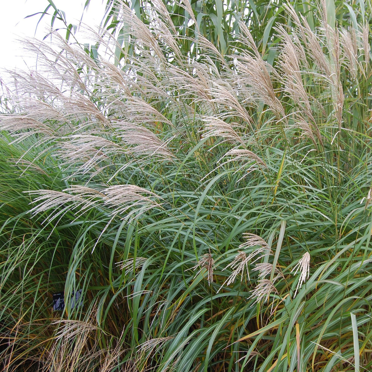 Miscanthus Silberfeder