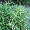 Miscanthus Super Stripe Maiden Grass