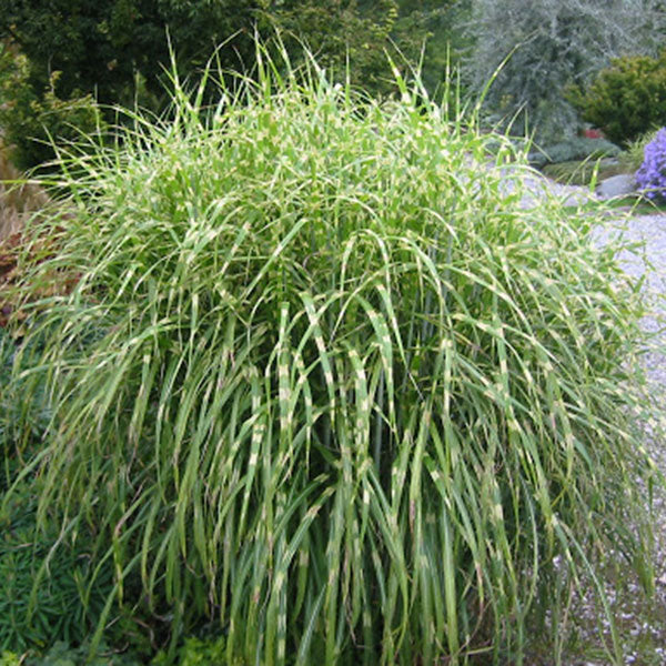 Dwarf Zebra Maiden Grass ‘Hinjo’