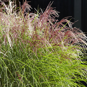 Japanese Silver Grass 'Red Cloud'