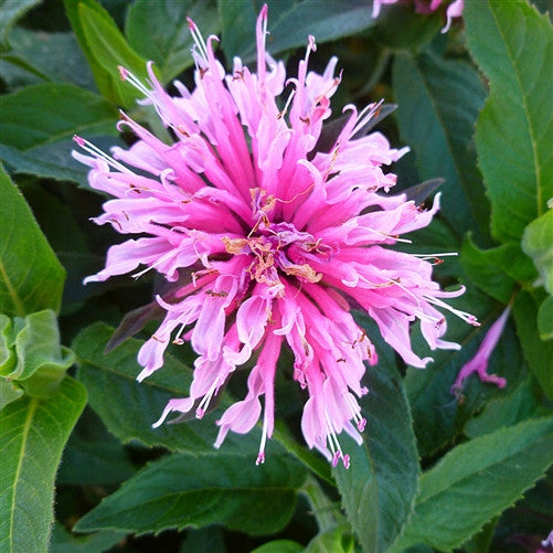 Bee Balm 'Balmy Pink'