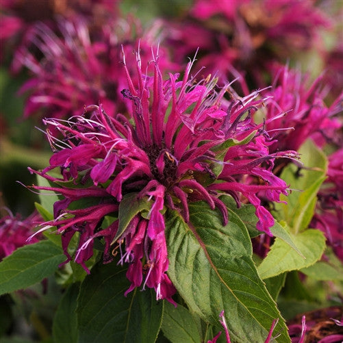 Bee Balm &#39;Balmy Purple&#39;