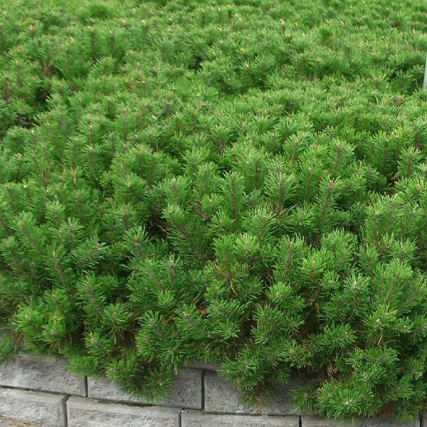 Mugo Pine