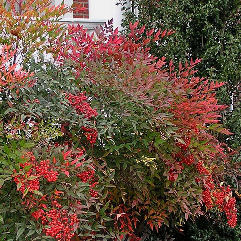 Heavenly Bamboo Nandina