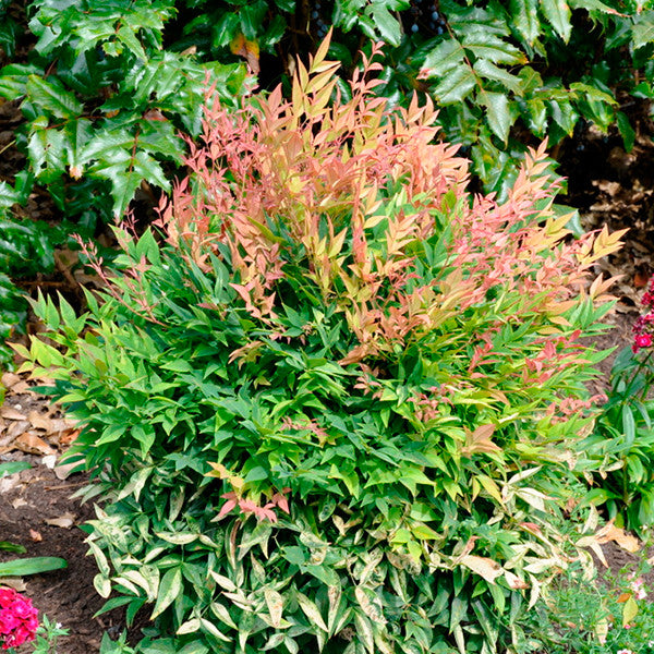 Nandina &#39;Gulf Stream&#39;