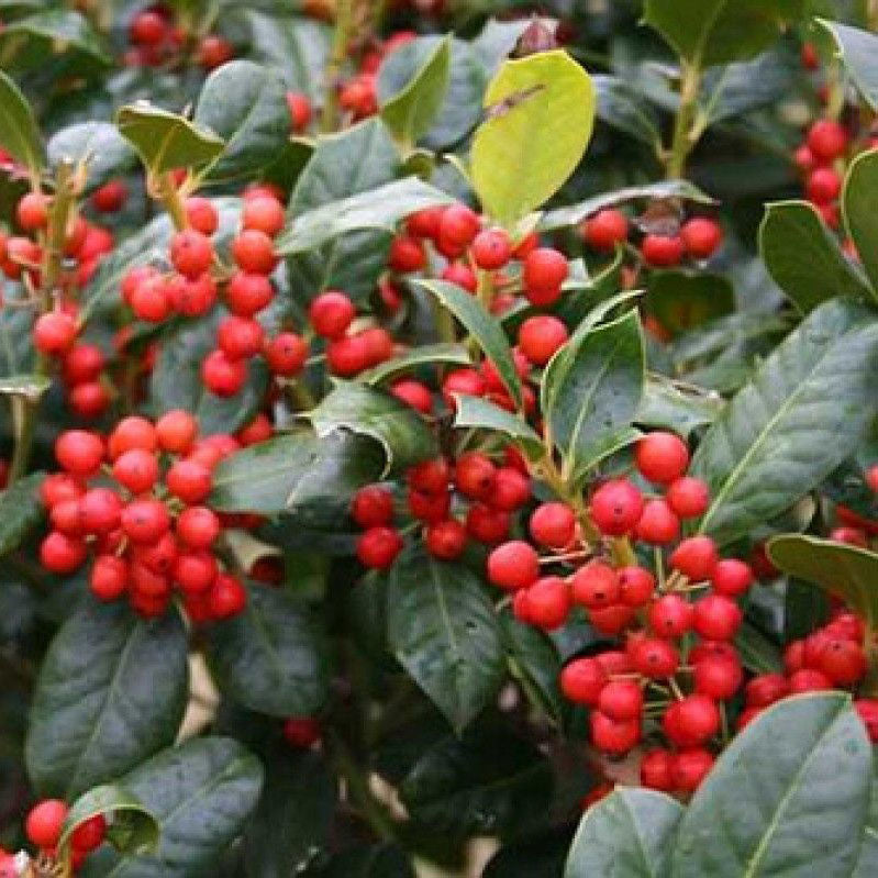 Nellie Stevens Holly