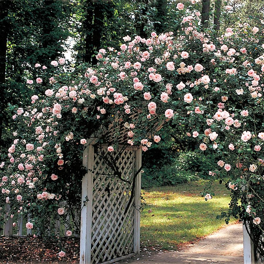 New Dawn Climbing Rose