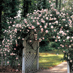 新品　TOCCA ワンピースFLOWERY WAY ROSE GARDEN 新品 TOCCA ワンピースFLOWERY WAY ROSE GARDEN - メルカリ