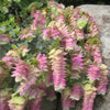 Ornamental Oregano