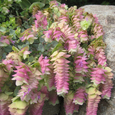 Ornamental Oregano