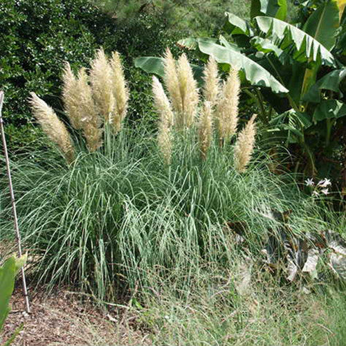 Blue Bayou Pampas Grass
