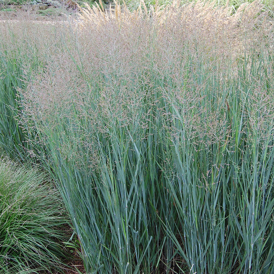 Heavy Metal Switch Grass