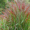 Red Switchgrass 'Shenandoah'