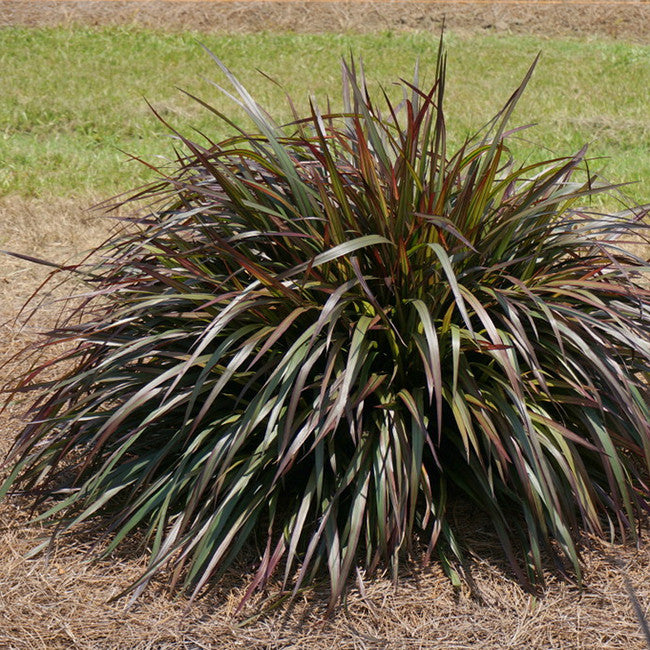 Pennisetum &#39;Princess Molly&#39;