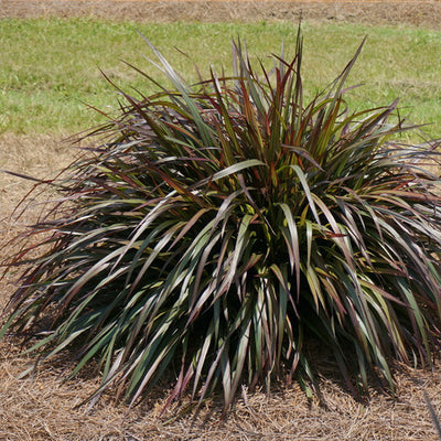 Pennisetum 'Princess Molly'
