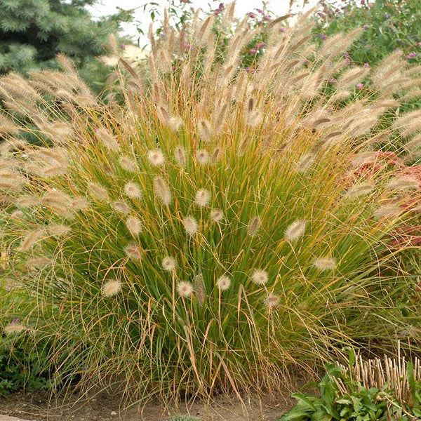Pennisetum Desert Plains Fountain Grass