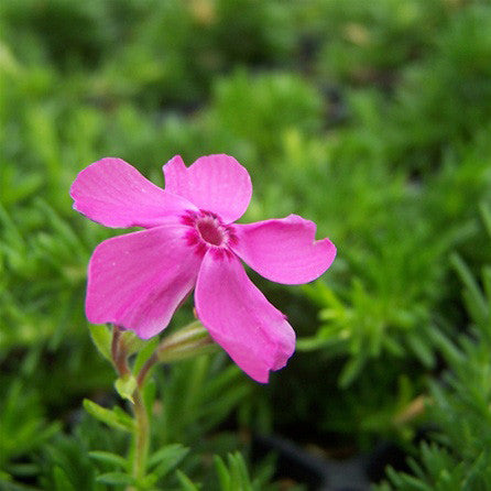 Phlox &#39;Drummond&#39;s Pink&#39;