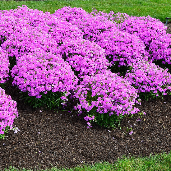 Phlox 'Forever Pink'