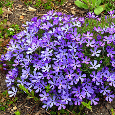 Violet Pinwheels Phlox