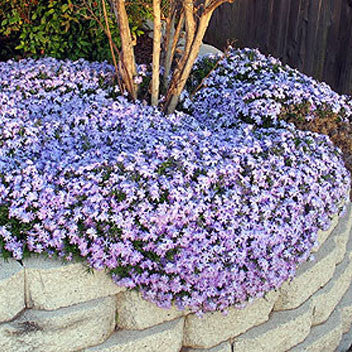 Phlox subulata 'Emerald Blue'