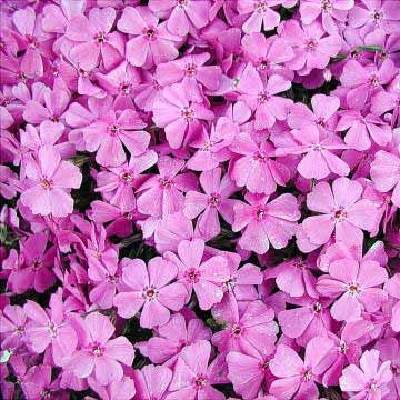 Pink Creeping Phlox