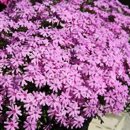 Phlox subulata 'Fort Hill'